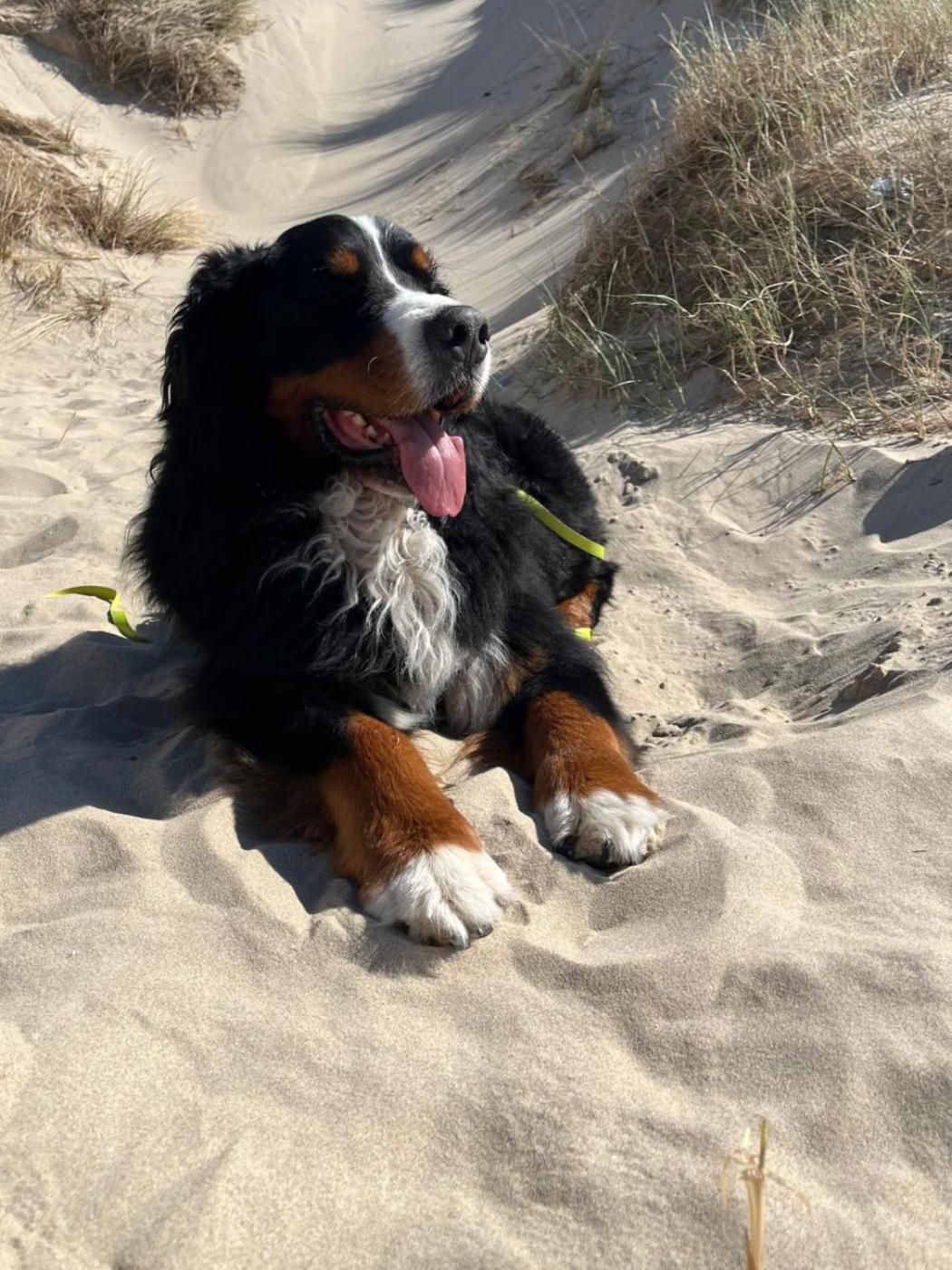 Romantisch Huisje Nabij Het Strand Met Uitzicht Op De Tulpenvelden Julianadorp Exteriér fotografie