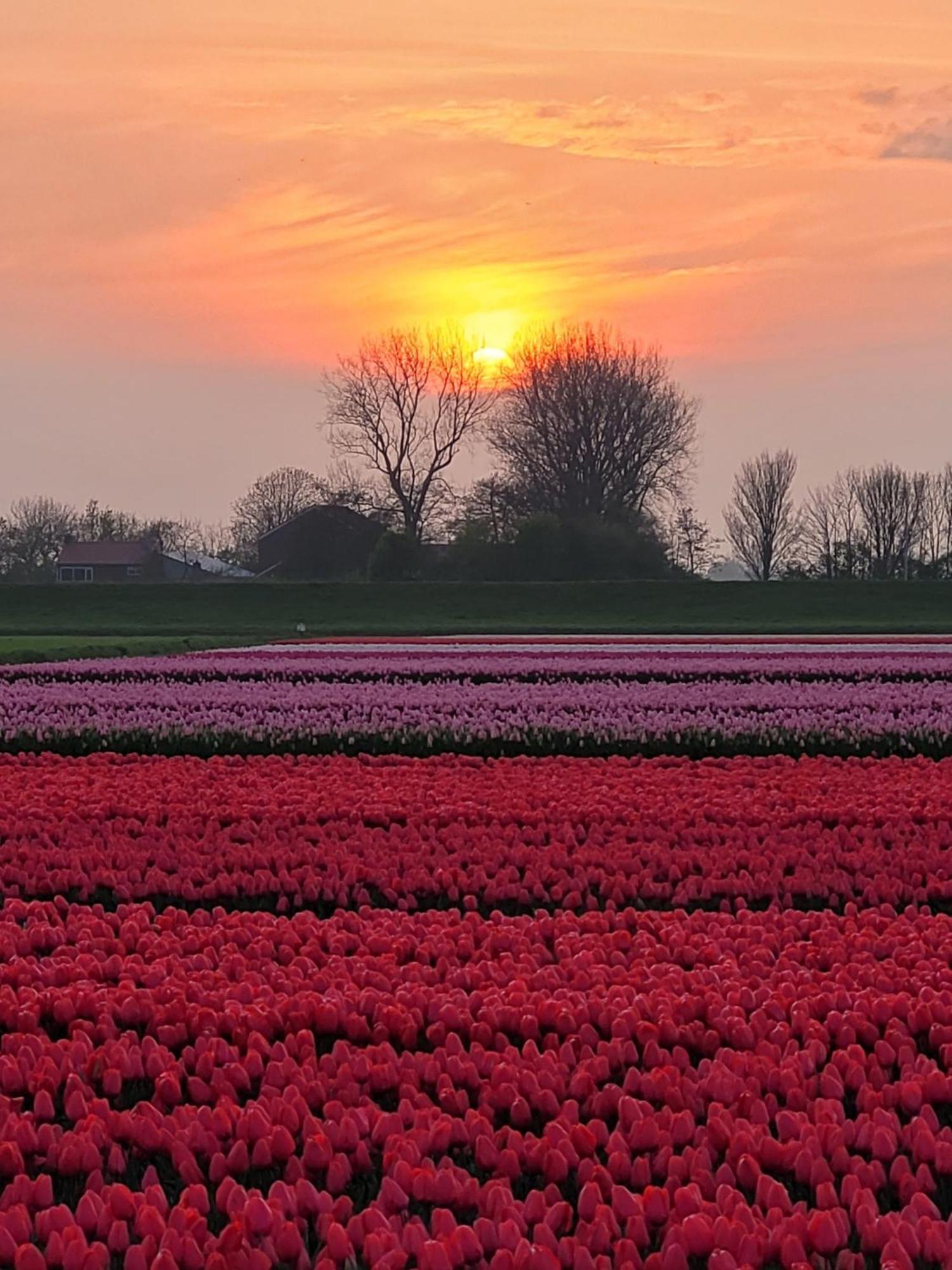 Romantisch Huisje Nabij Het Strand Met Uitzicht Op De Tulpenvelden Julianadorp Exteriér fotografie